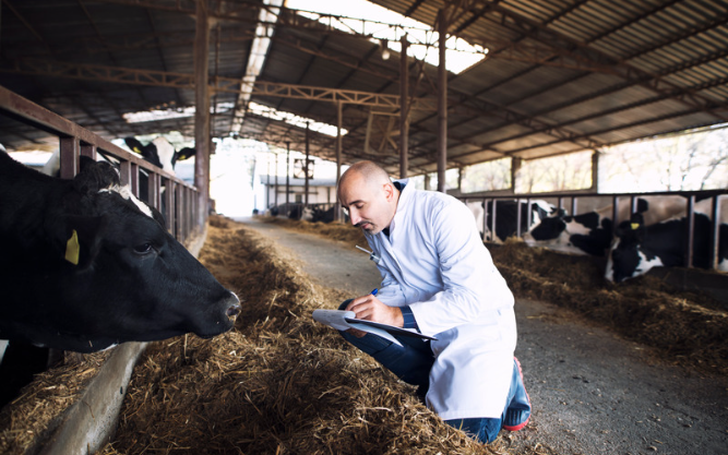 Restricting antibiotics for livestock could limit spread of antibiotic-resistant infections in people