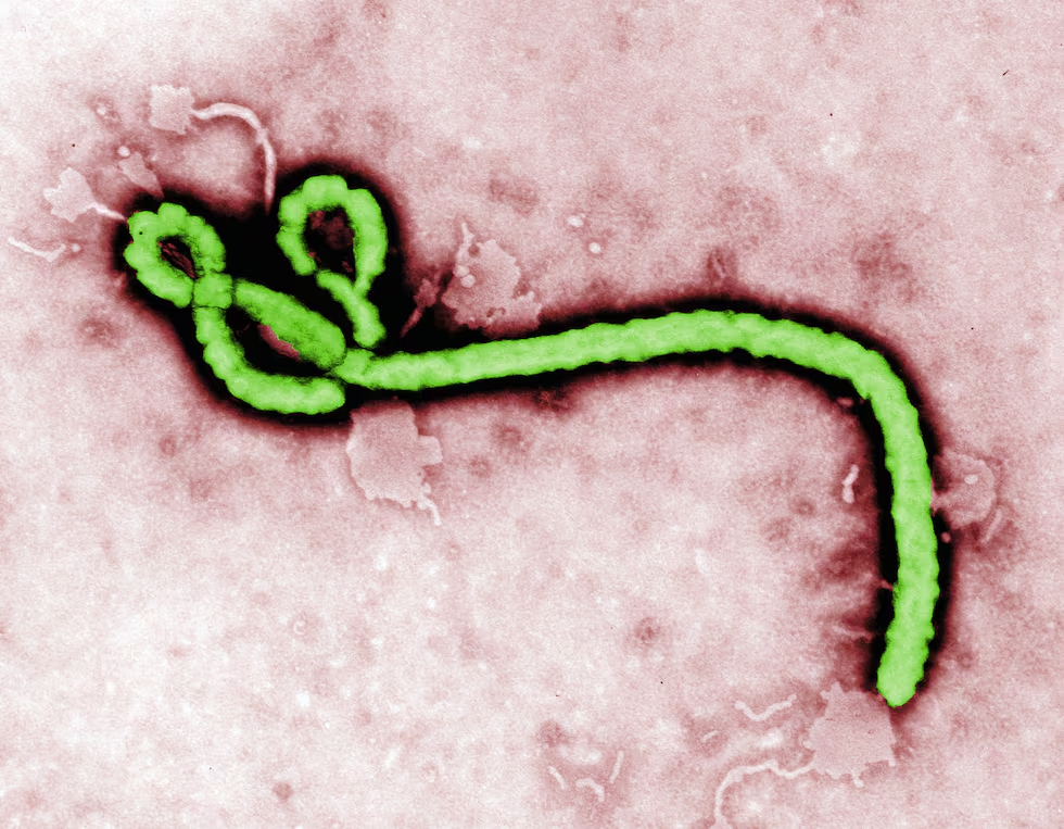 Ébola