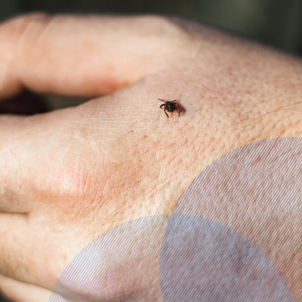 Lyme